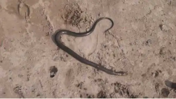 See the Dangerous Reptiles Killed on a Working Site in Nigeria (Photos)